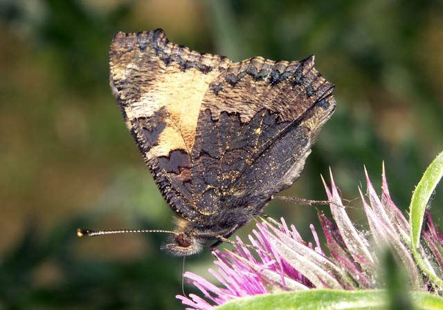 Aglais urticae - Copyright Hugues Mouret